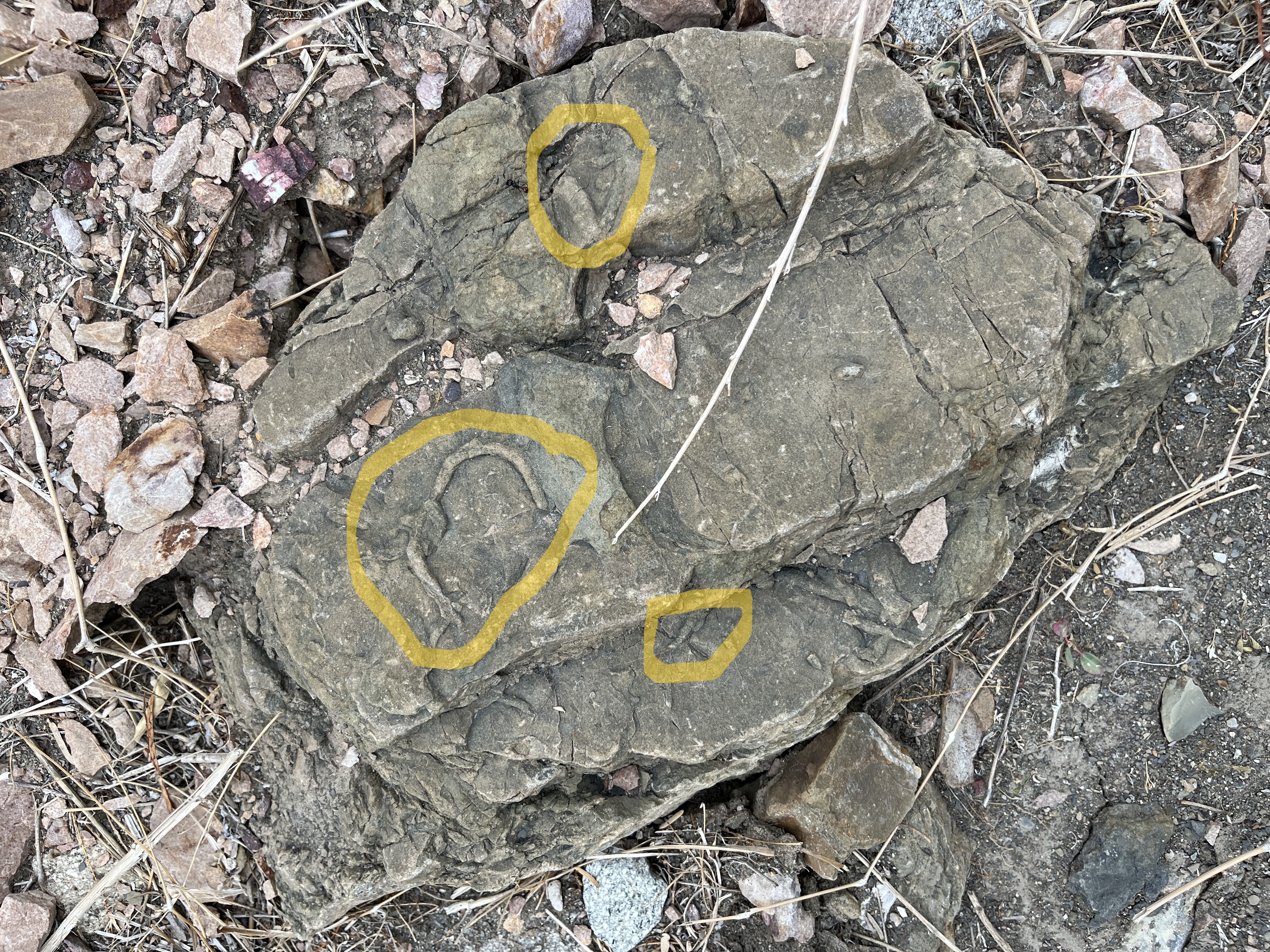 IMG_5262.JPG
